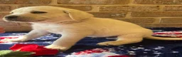 Labrador Retriever dogs for sale: Rory - Ad 3