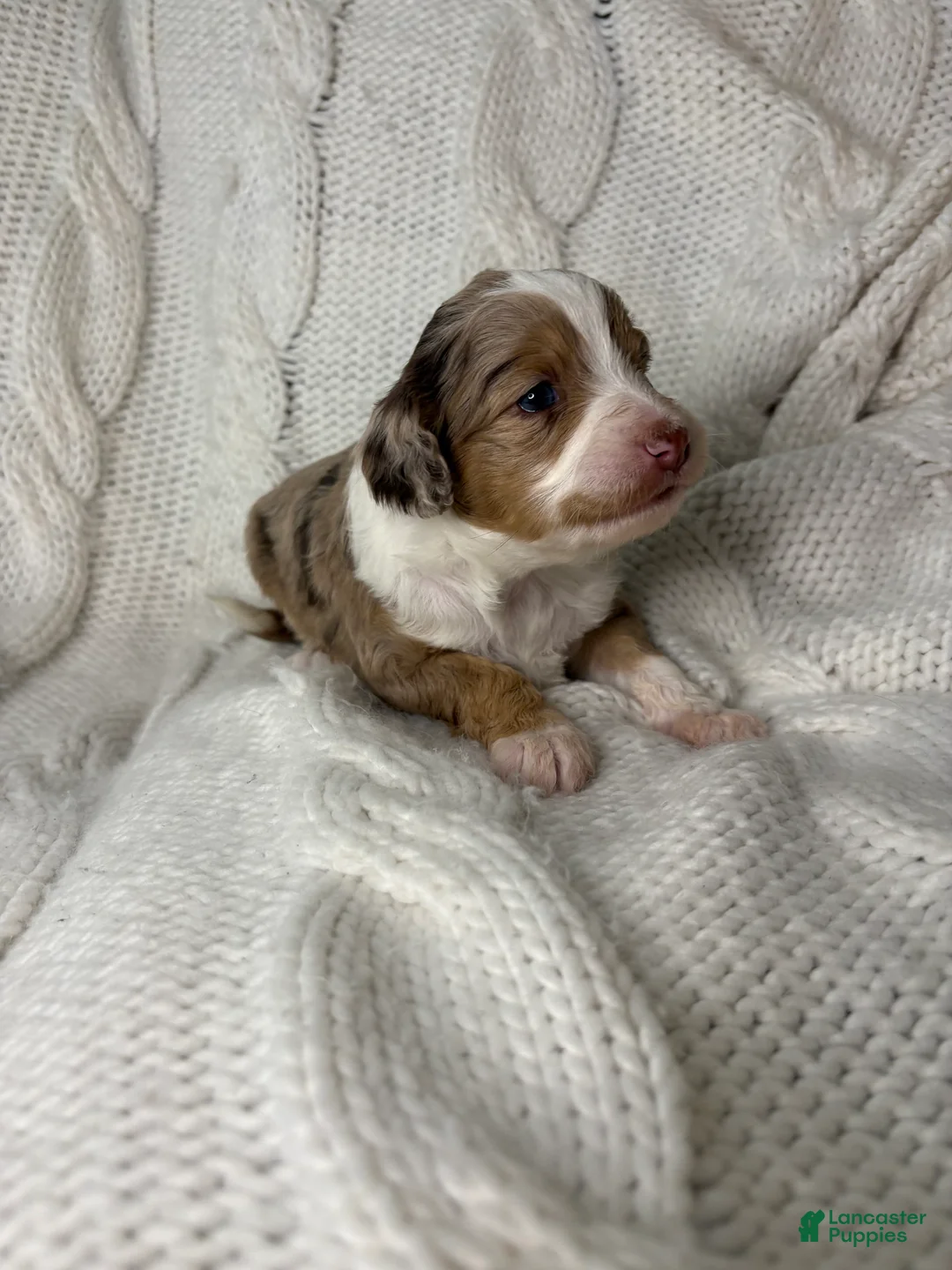 Mini Aussiedoodle dogs for sale: Mini Aussiedoodle Puppy 3 - Ad 7