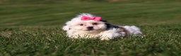 Shih Tzu dogs for sale: Hope - Ad 3