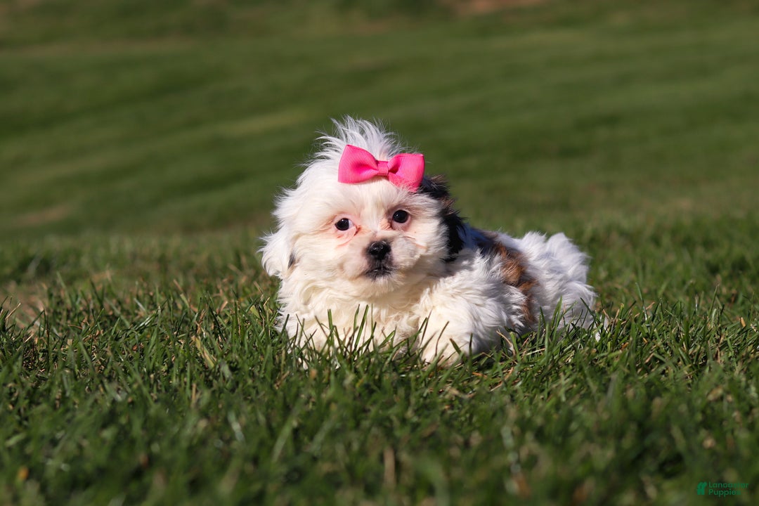 Shih Tzu dogs for sale: Hope - Ad 3