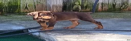 Doberman Pinscher dogs for sale: Doberman Pinscher 1 - Ad 9