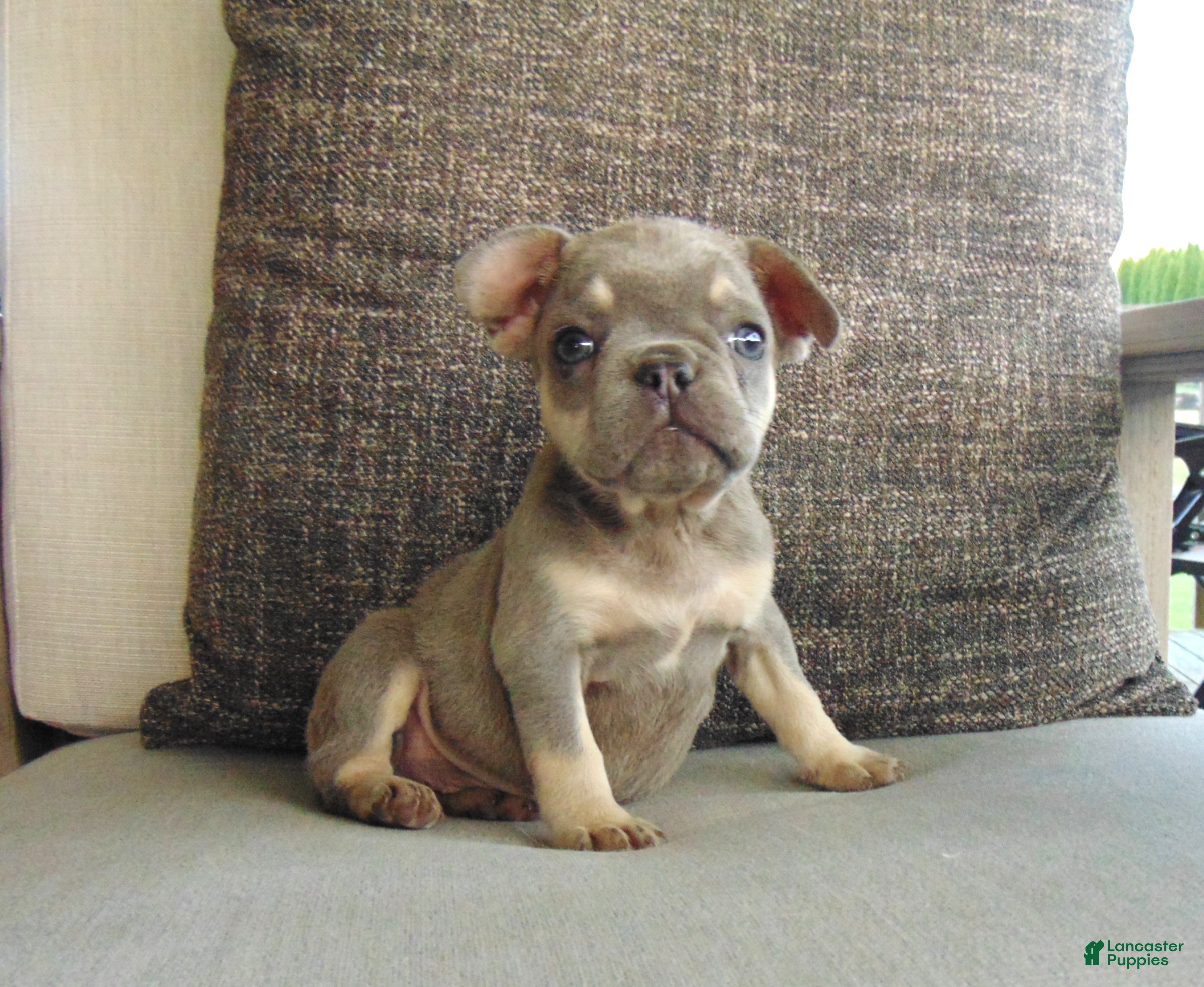 French Bulldog dogs Milly - Ad 2