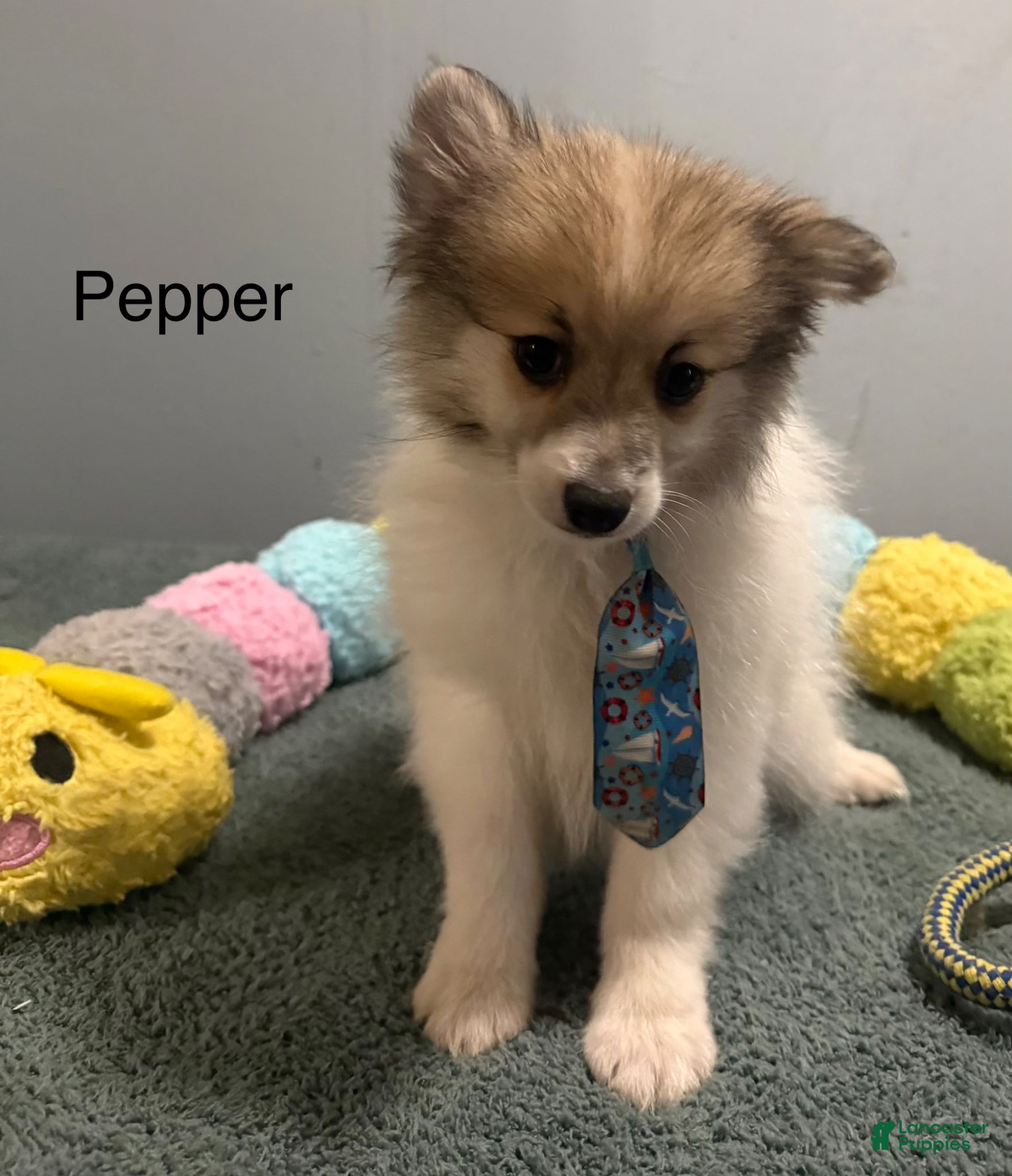 Pomeranian dogs Pepper - Ad 2