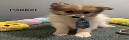 Pomeranian dogs for sale: Pepper - Ad 2
