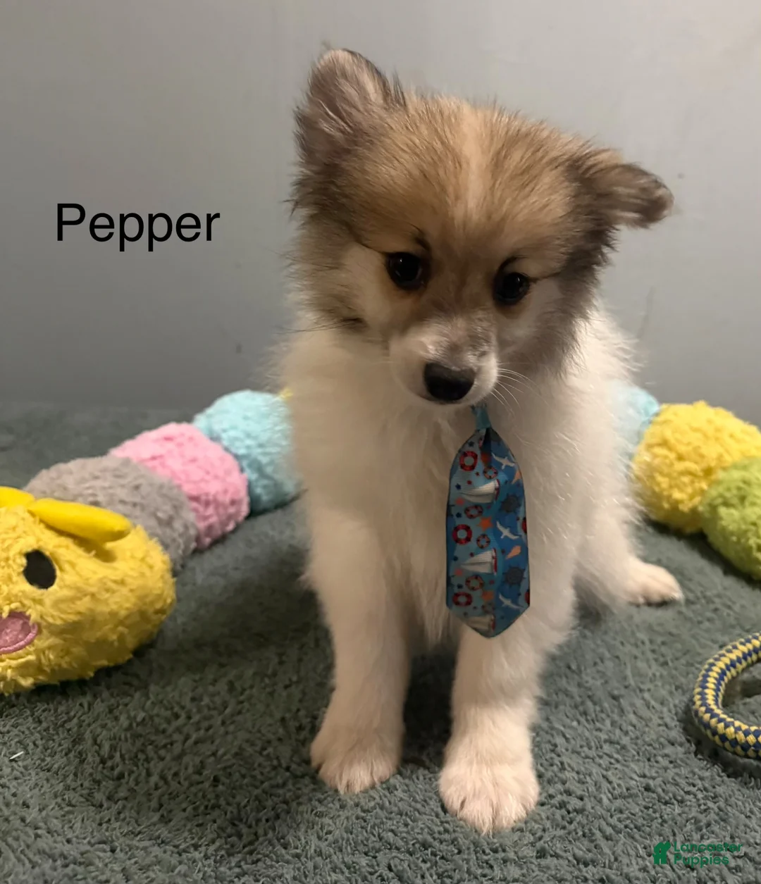 Pomeranian dogs for sale: Pepper - Ad 2