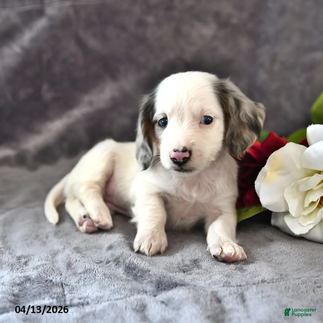 Miniature Dachshund dogs for sale: Cookie - Ad 1