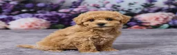 Bichpoo dogs for sale: Pansy - Ad 3