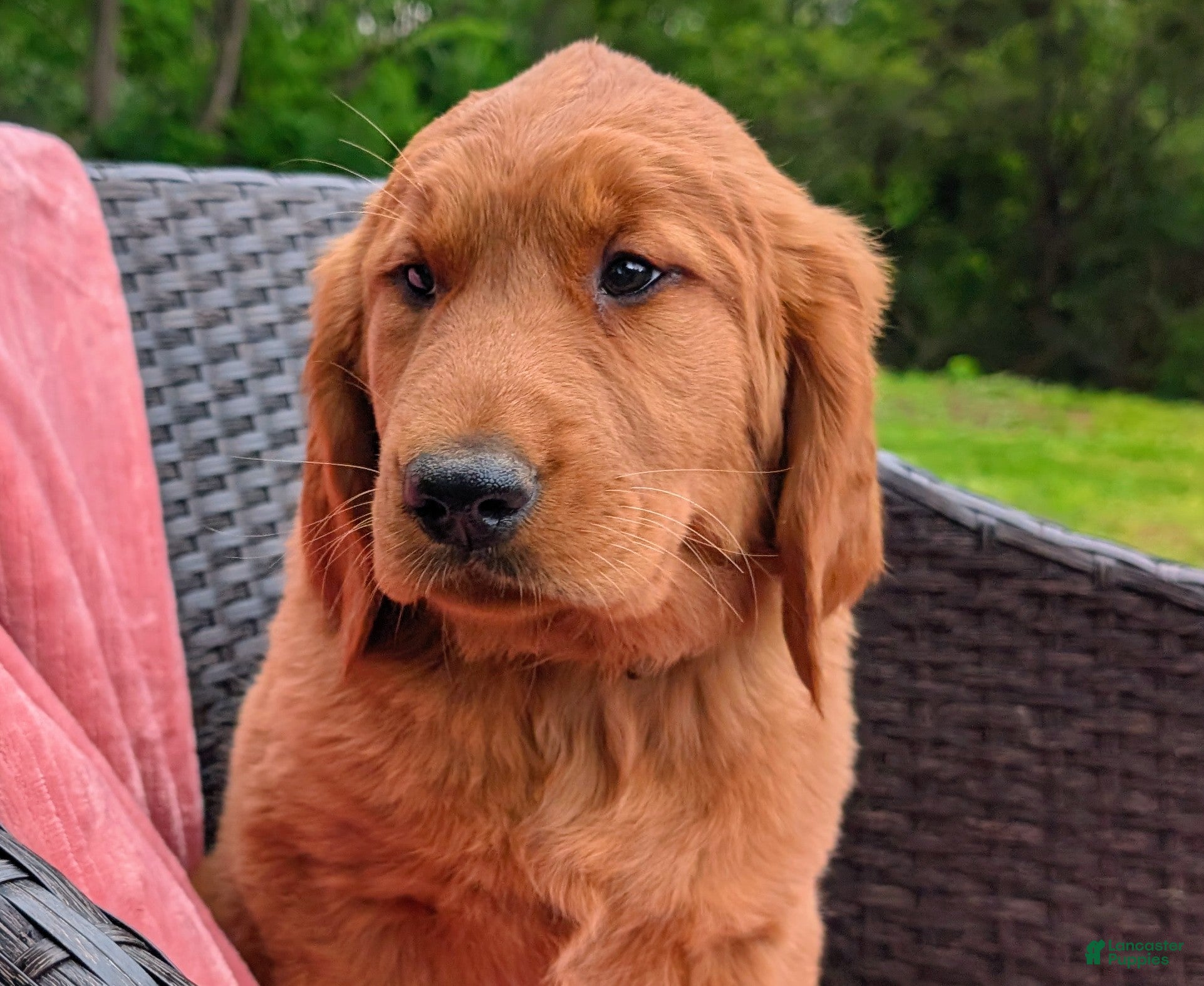 Golden Retriever dogs Hazel - Ad 1