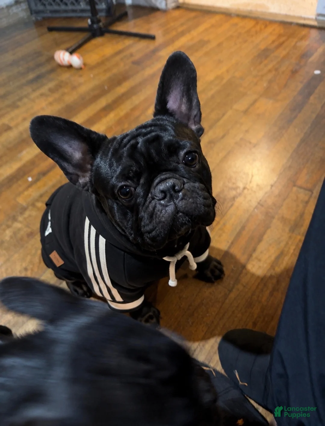 French Bulldog dogs for sale: French Bulldog 3 - Ad 2