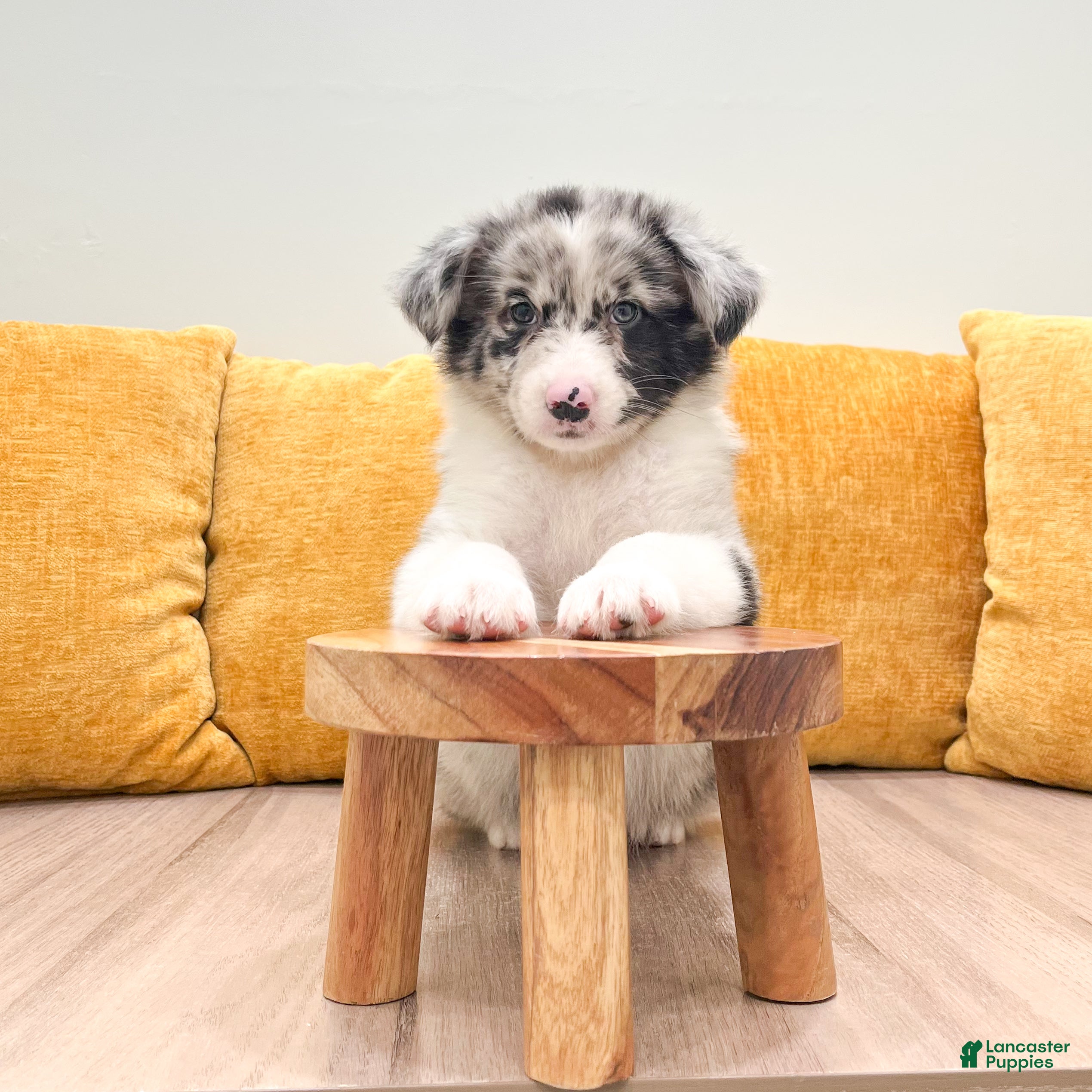 Australian Shepherd dogs Drew - Ad 2