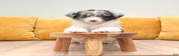 Australian Shepherd dogs for sale: Drew - Ad 2
