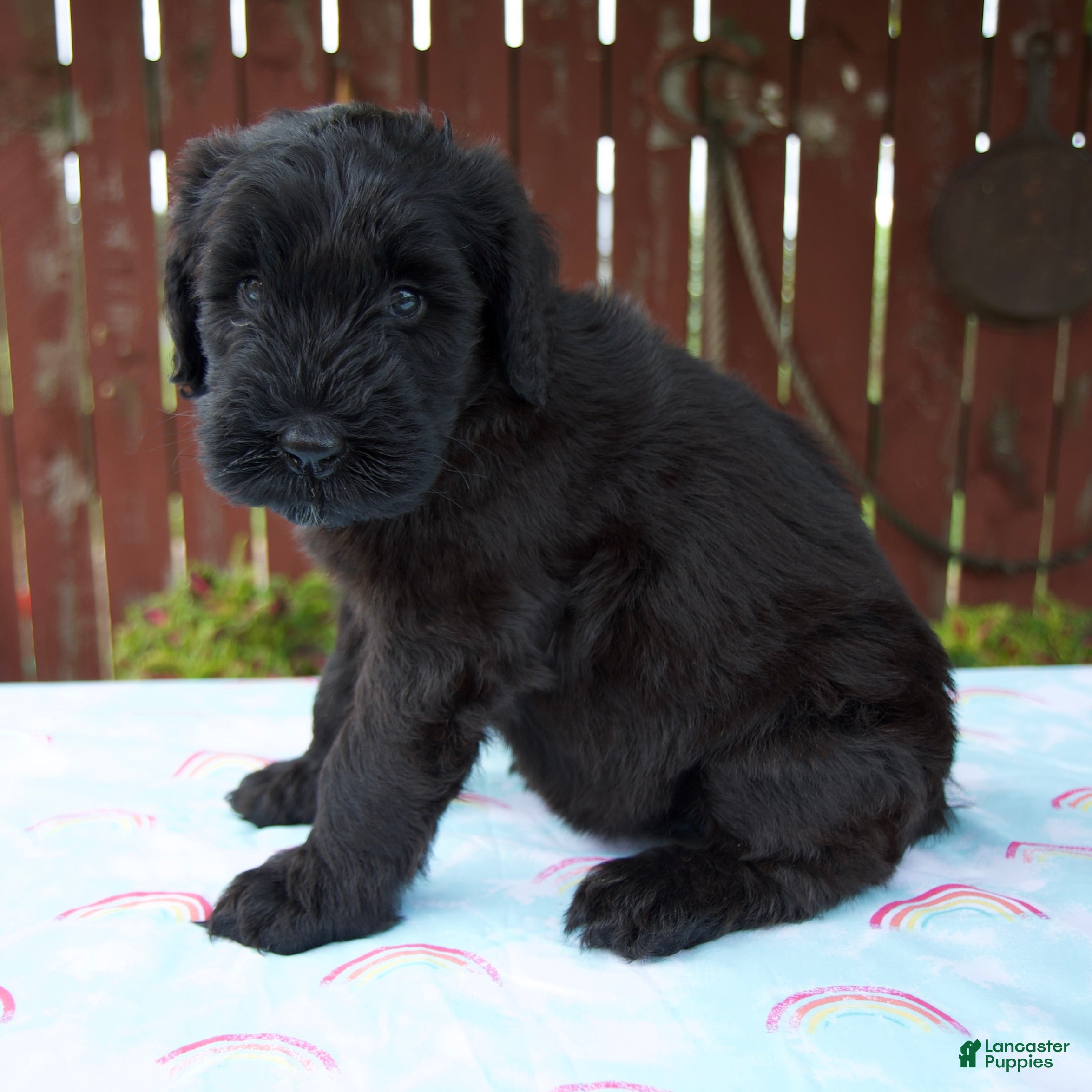 Giant Schnauzer dogs Lynette - Ad 2