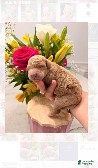 Standard Poodle dogs Tarzan - Ad 36