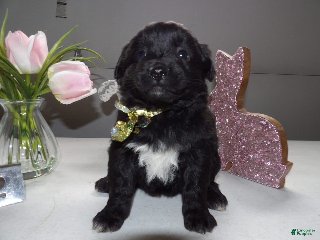 Gallery Image {{count}}