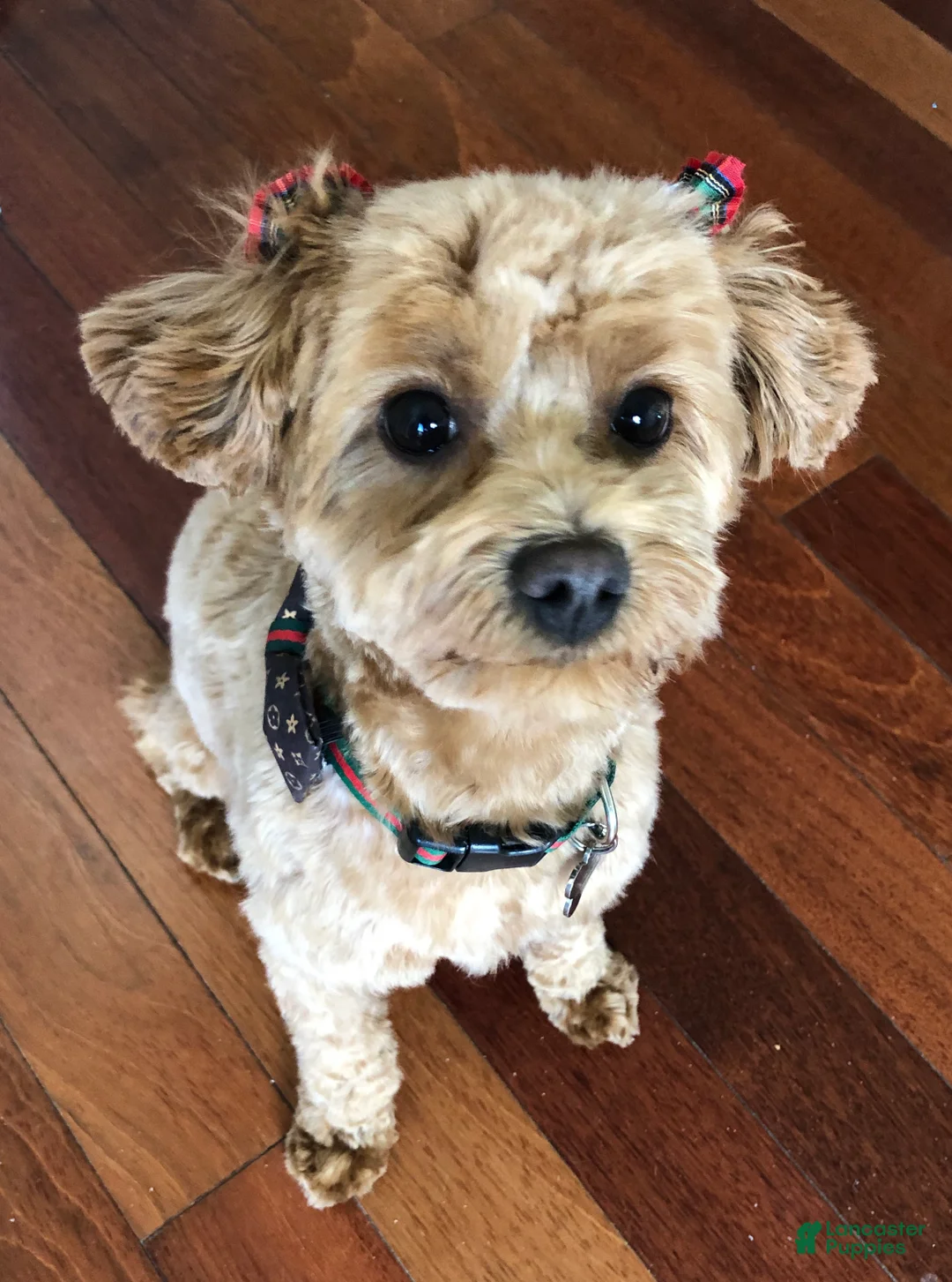 Maltipoo dogs for sale: Maltipoo Puppy 1 - Ad 9