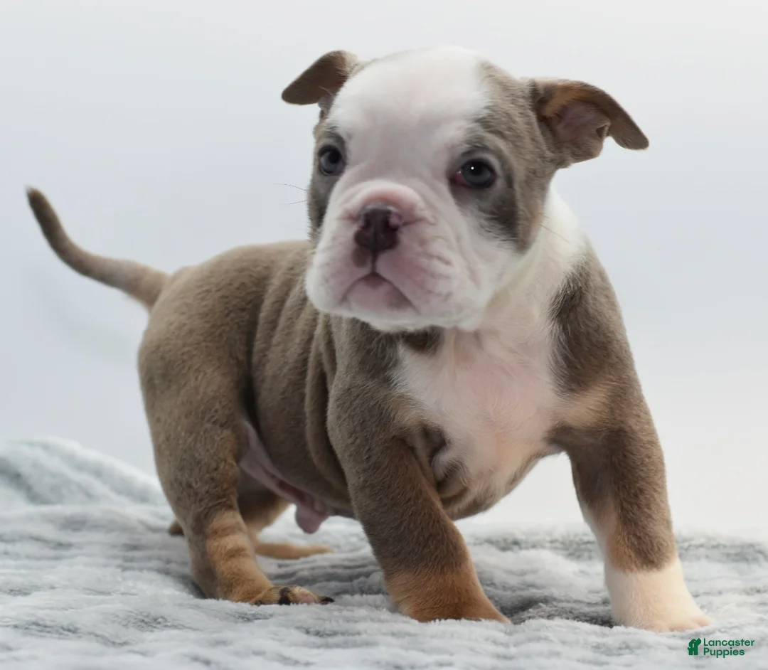 Mixed Breed dogs for sale: Kong bully hybrid  - Ad 6