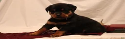 Rottweiler dogs for sale: Ali - Ad 3