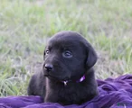 Labrador Retriever Puppy 4