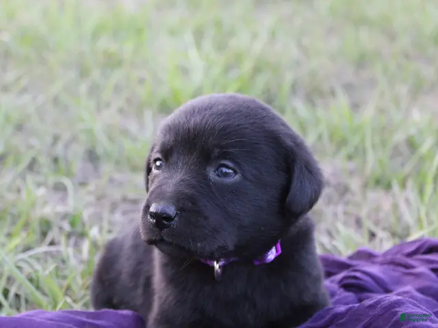 Labrador Retriever dogs for sale: Labrador Retriever Puppy 4 - Ad 22