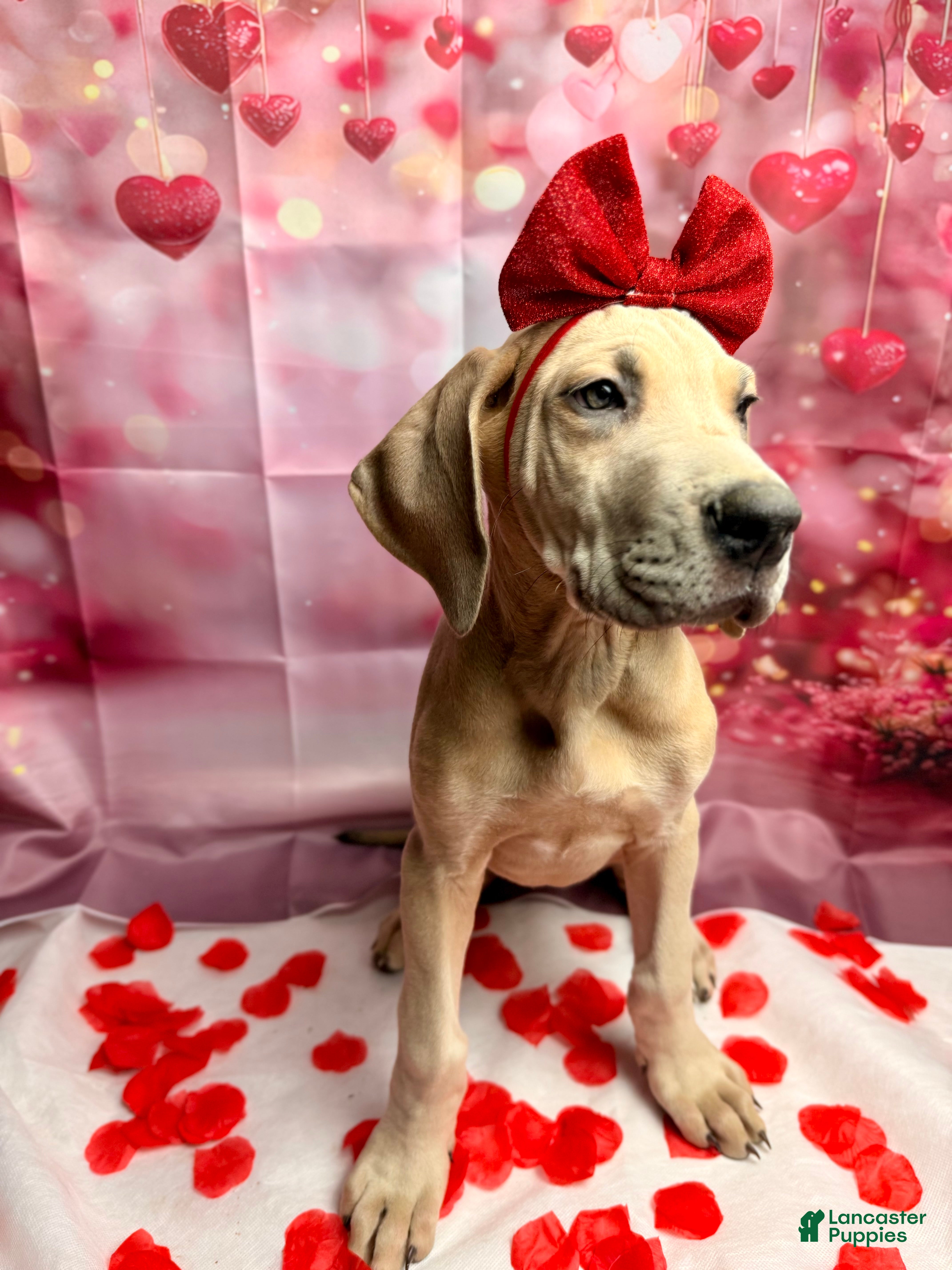 Great Dane dogs Blue fawn (Heavy Euro) - Ad 10