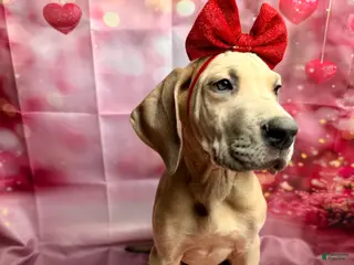 Great Dane dogs Blue fawn (Heavy Euro) - Ad 42