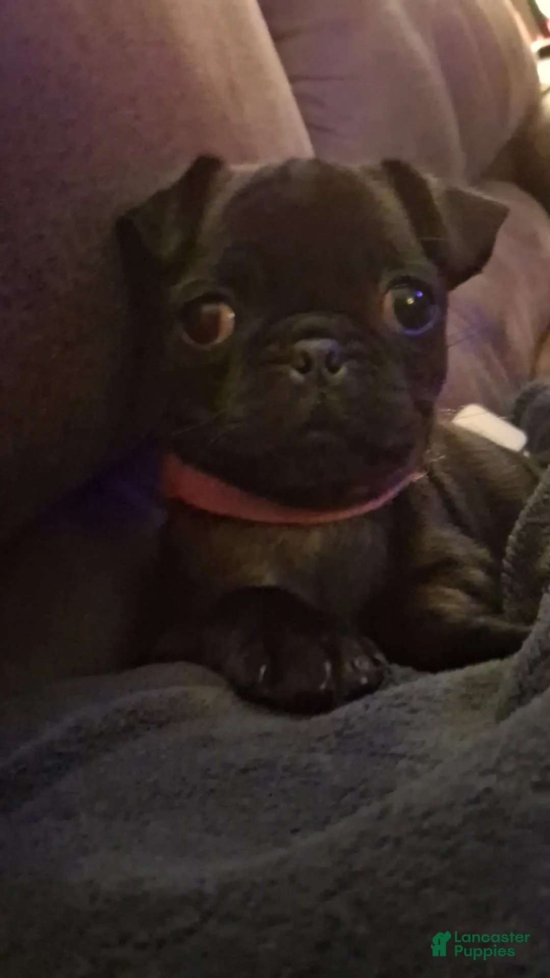 Pug dogs for sale: Pug Puppy 1 - Ad 3