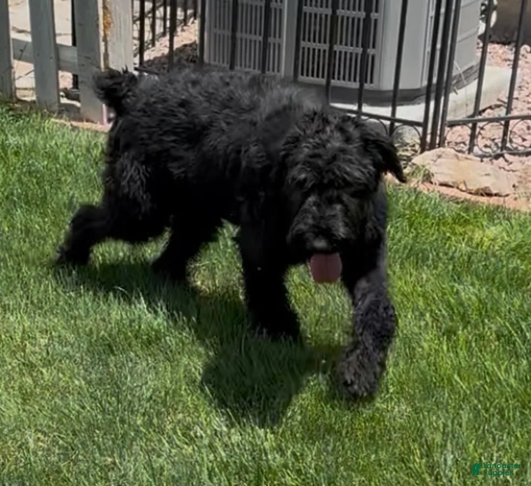 Giant Schnauzer dogs for sale: Giant Schnauzer 8 - Ad 2
