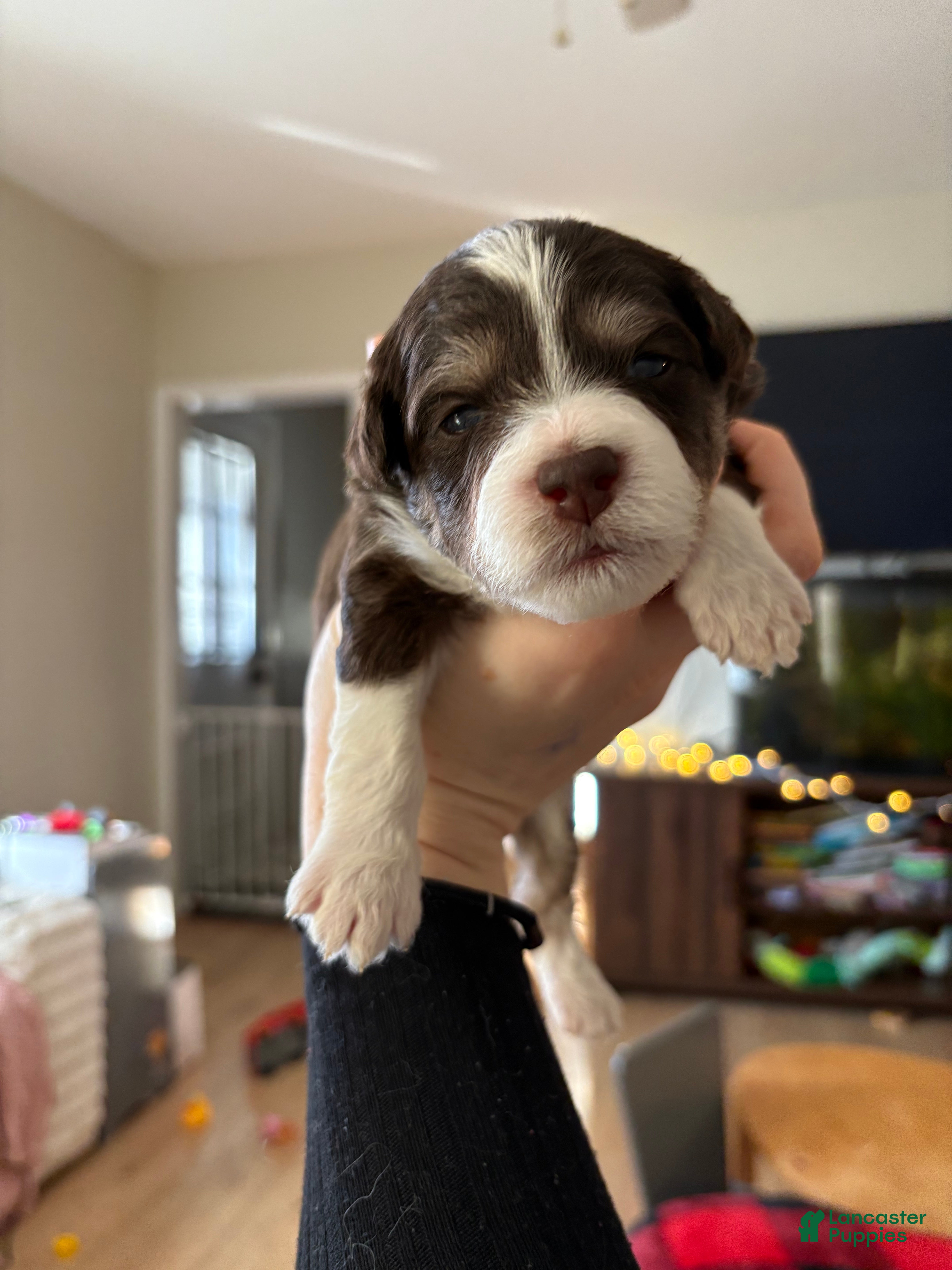 Mixed Breed dogs for sale: Aimée  - Ad 2