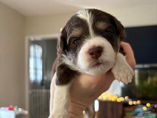 Mixed Breed dogs Aimée - Ad 5