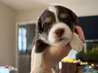 Mixed Breed dogs Aimée - Ad 12