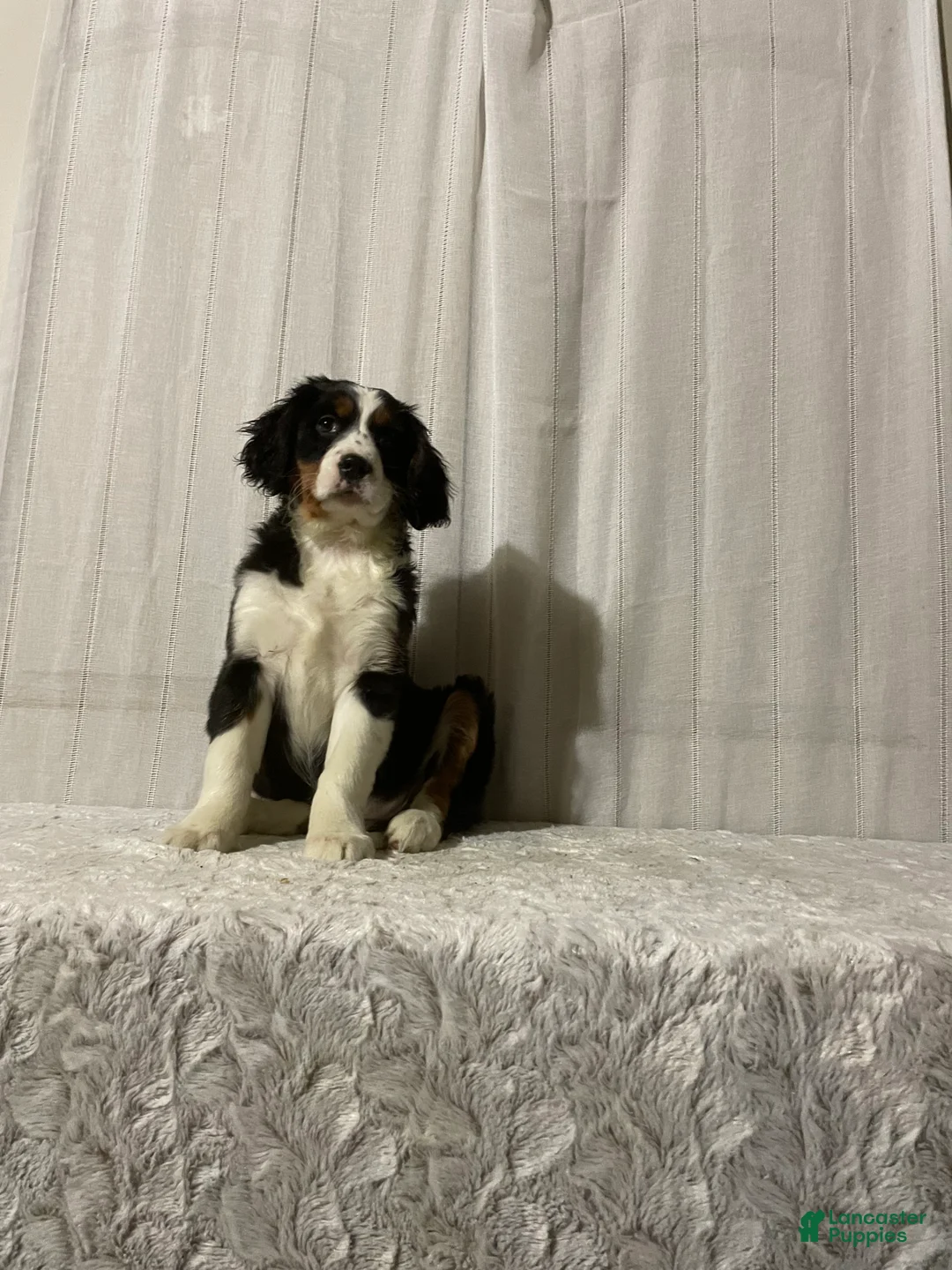 Miniature Bernese Mountain Dog dogs for sale: Valerie - Ad 2