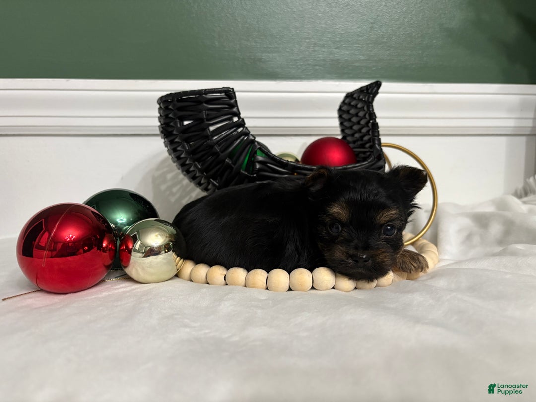 Yorkshire Terrier dogs for sale: TEACUP OLLIE - Ad 6