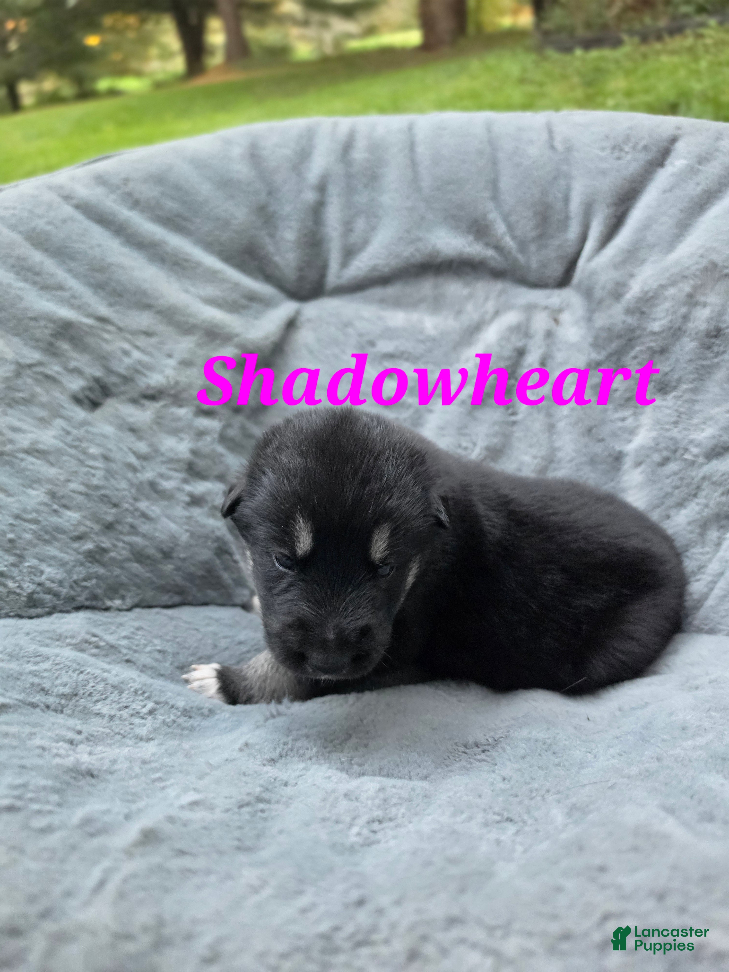 Gerberian Shepsky dogs for sale: Shadowheart  - Ad 2