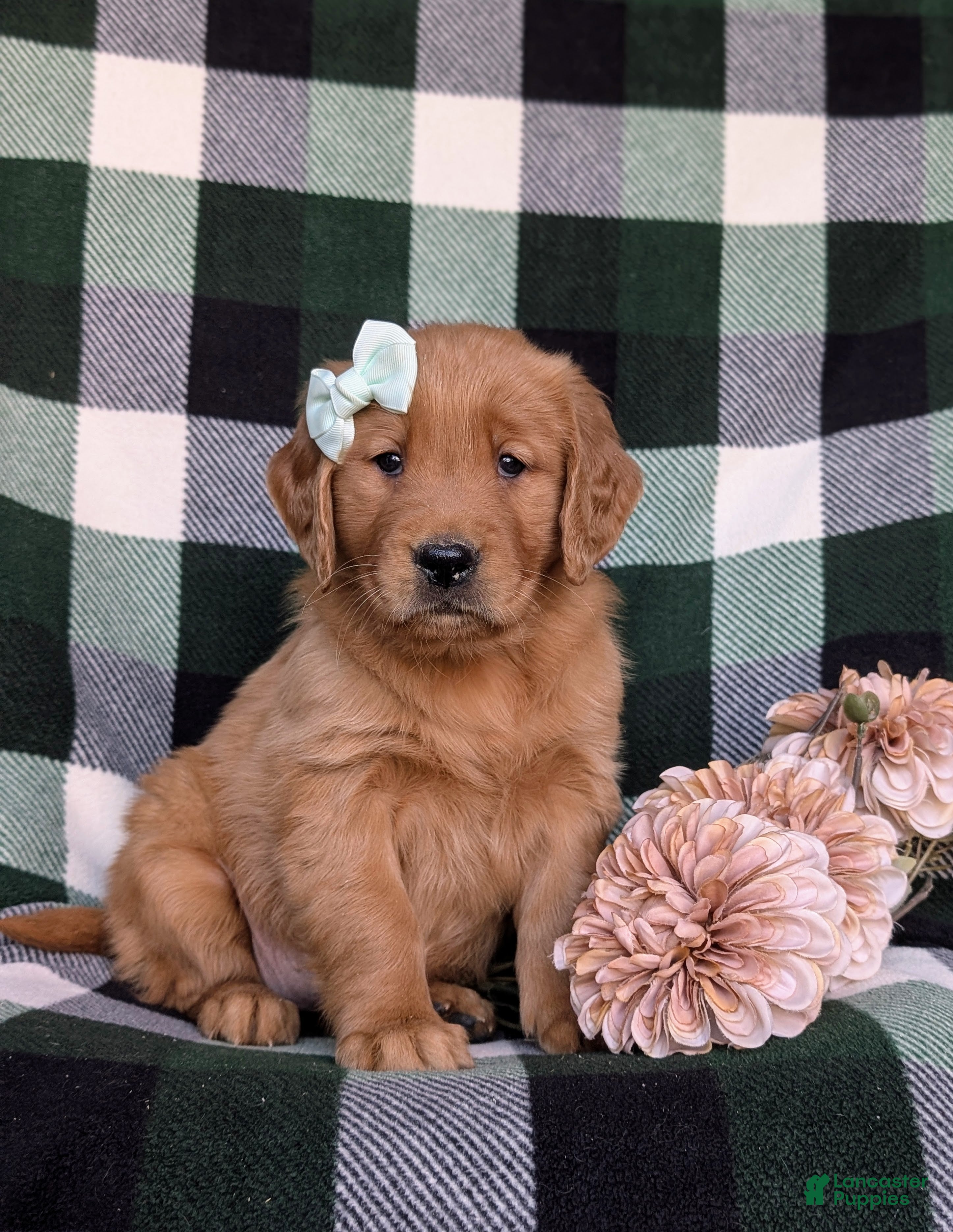 Golden Retriever dogs Macayla - Ad 1