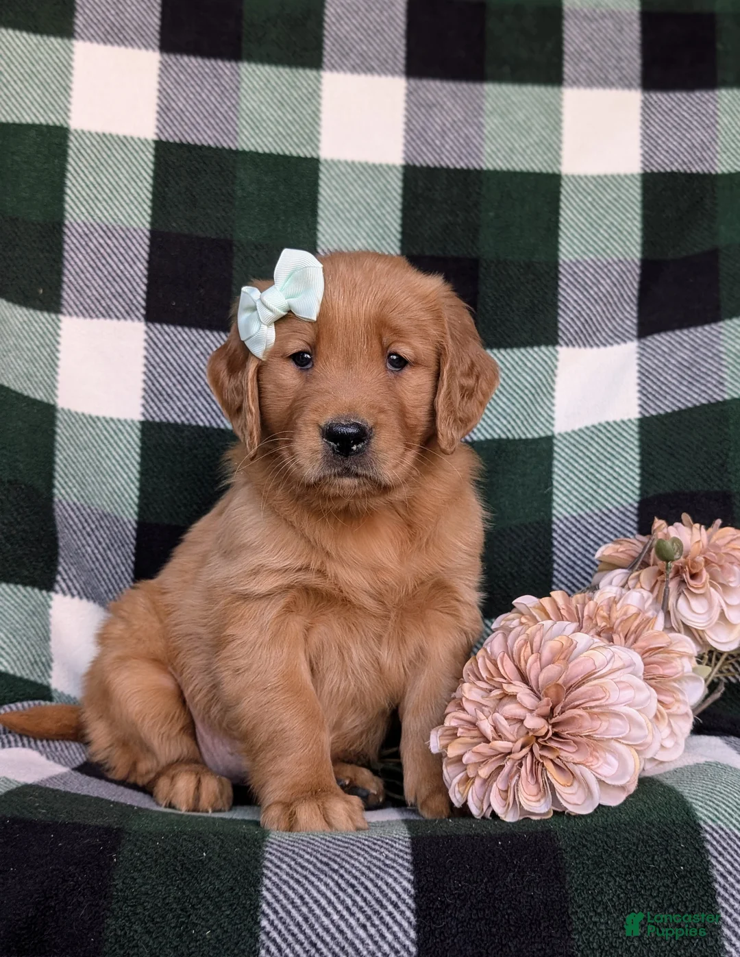 Golden Retriever dogs for sale: Macayla - Ad 1