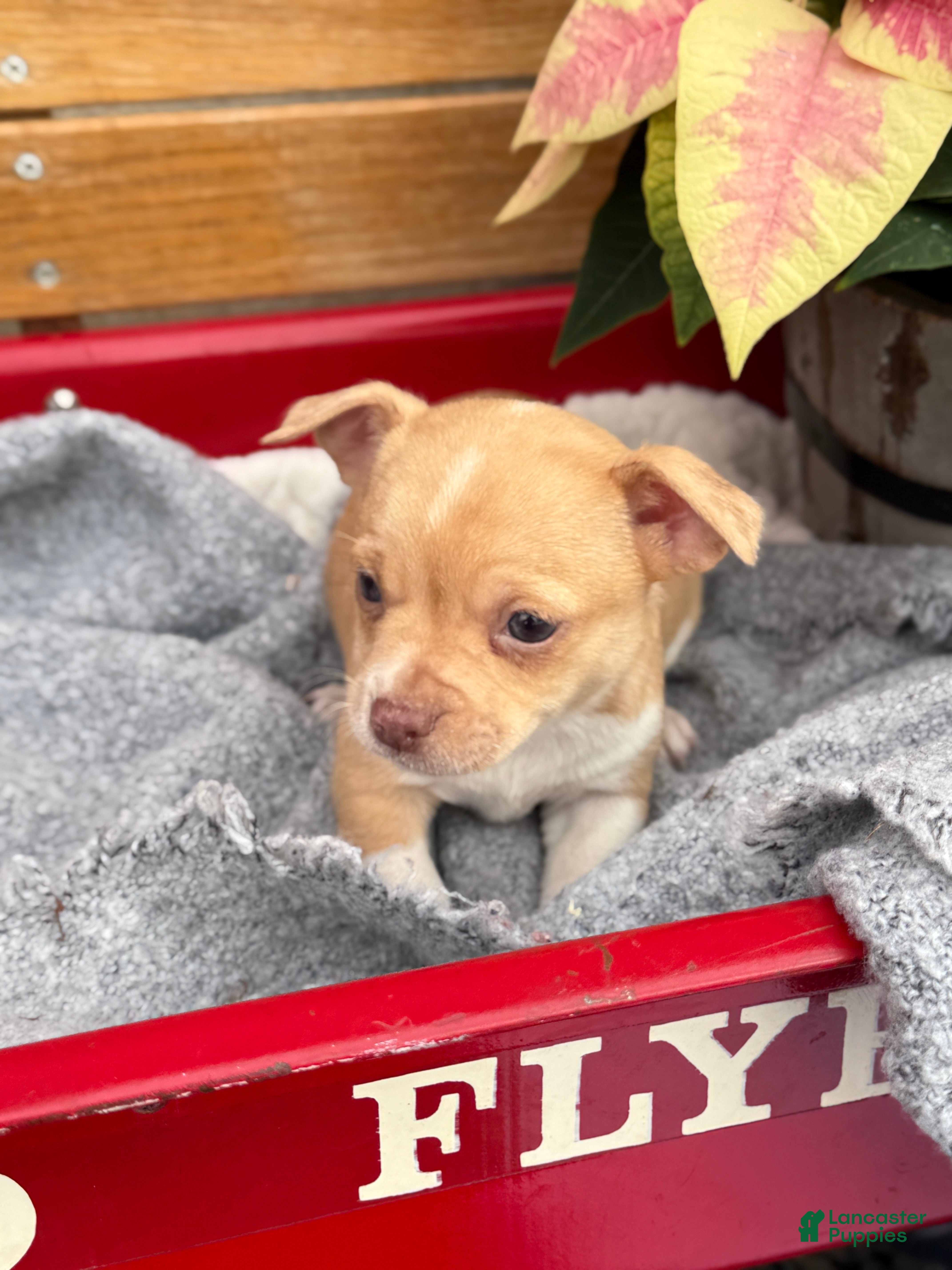 Chihuahua dogs Cookie - Ad 6