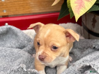 Chihuahua dogs Cookie - Ad 10