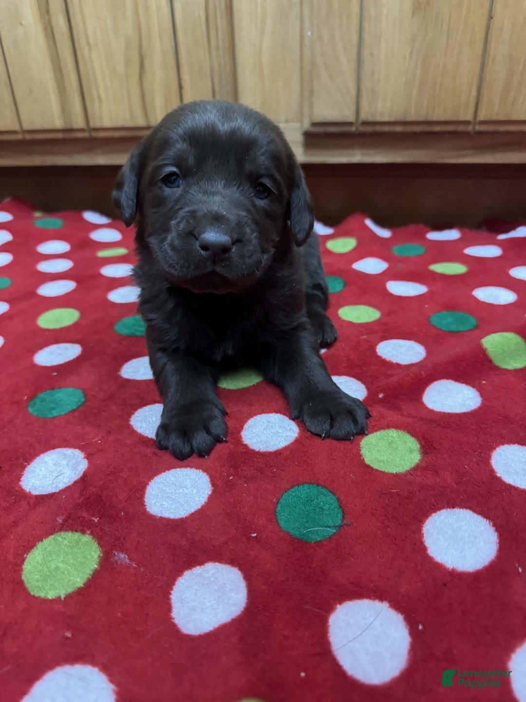 Labrador Retriever dogs for sale: Petal - Ad 4