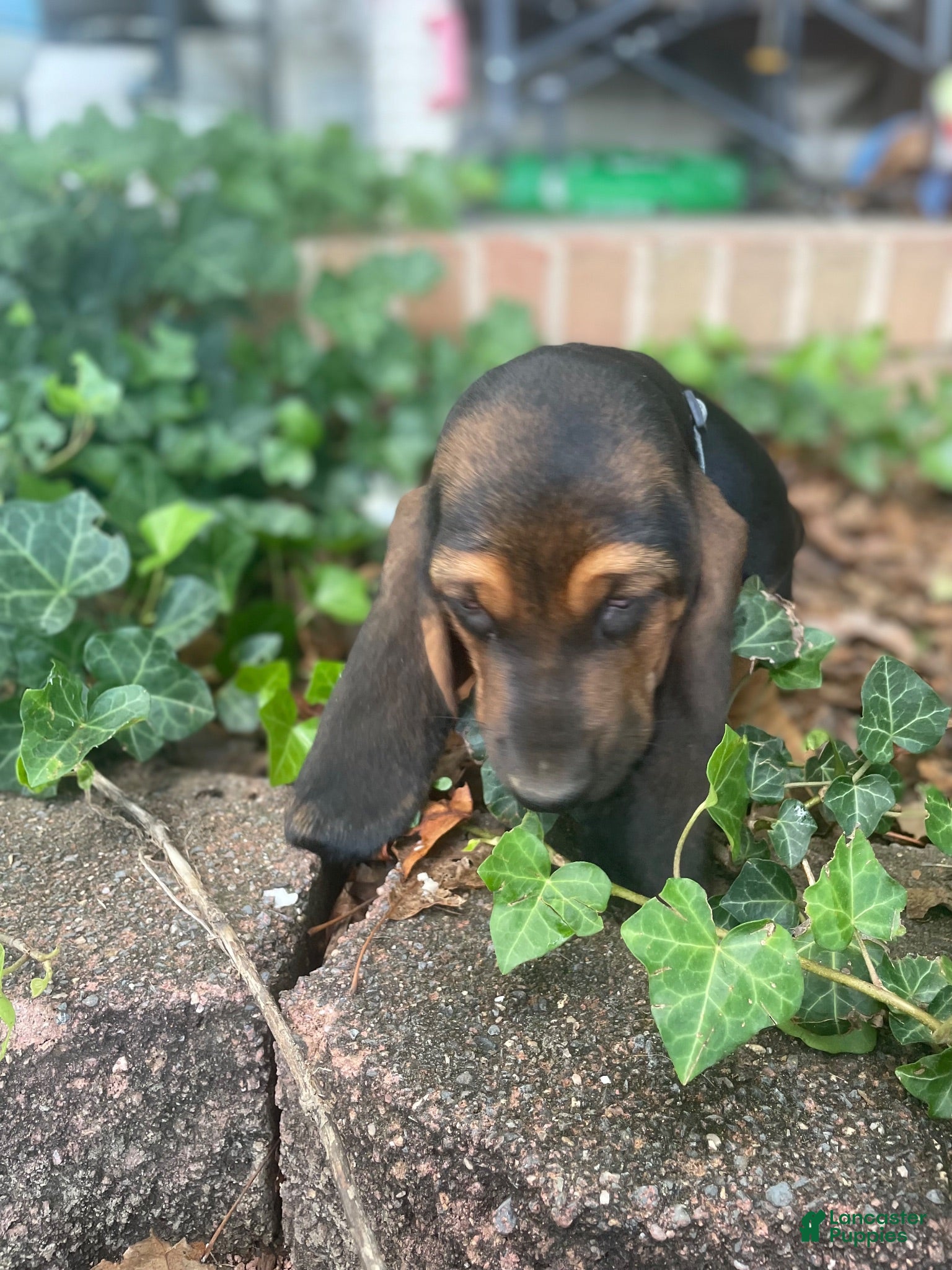 Basset Hound dogs Blanche (red collar) - Ad 1