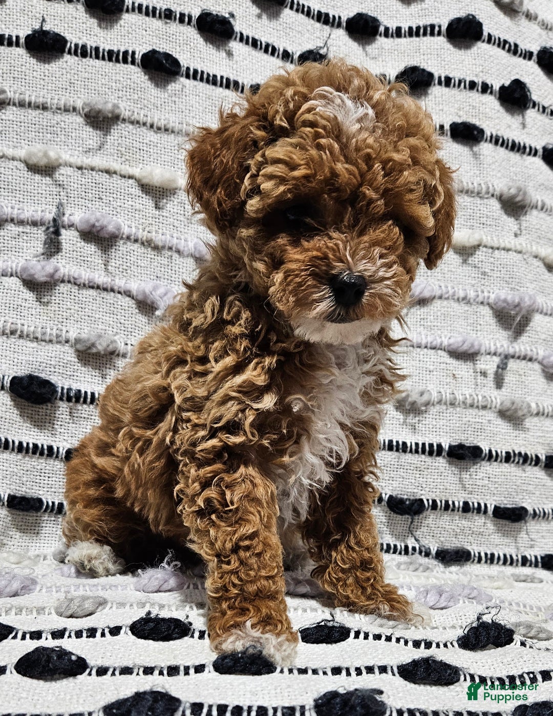 Toy Poodle dogs for sale: Broccoli  - Ad 2