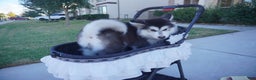 Alaskan Malamute dogs for sale: Xiao Hong - Ad 17