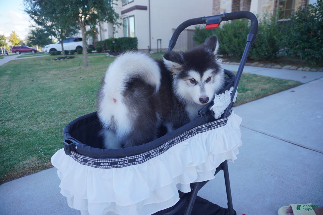 Alaskan Malamute dogs for sale: Xiao Hong - Ad 17