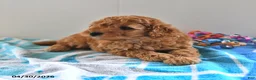 Mini Goldendoodle dogs for sale: Simon - Ad 4
