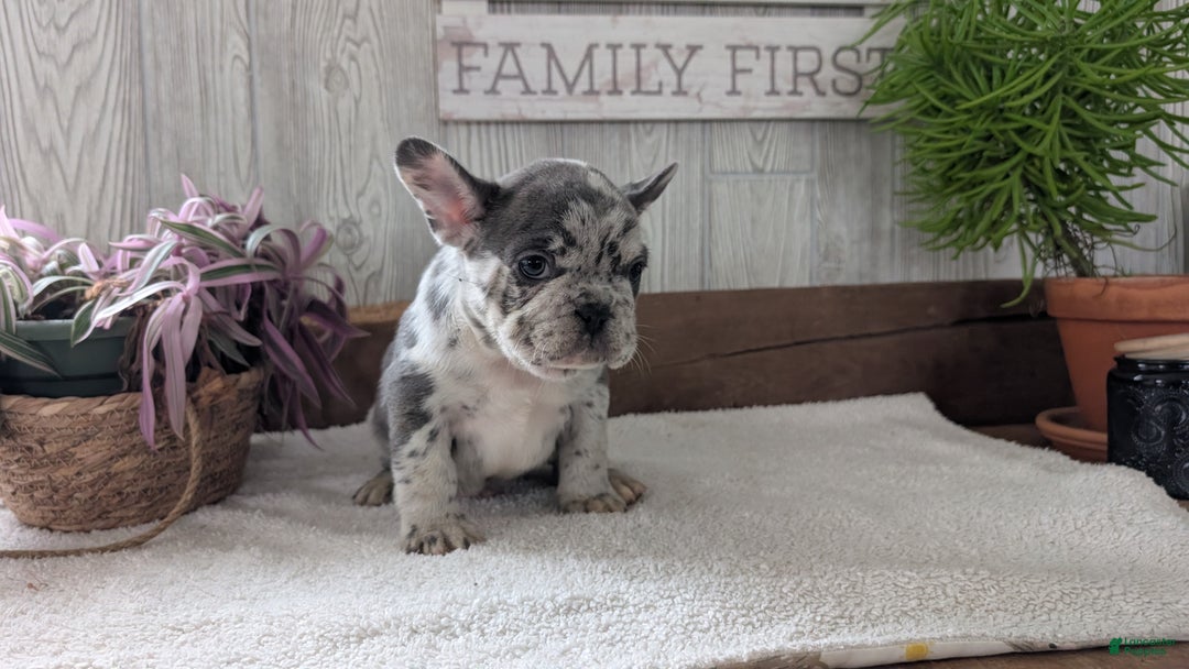 French Bulldog dogs for sale: Nemo  - Ad 4