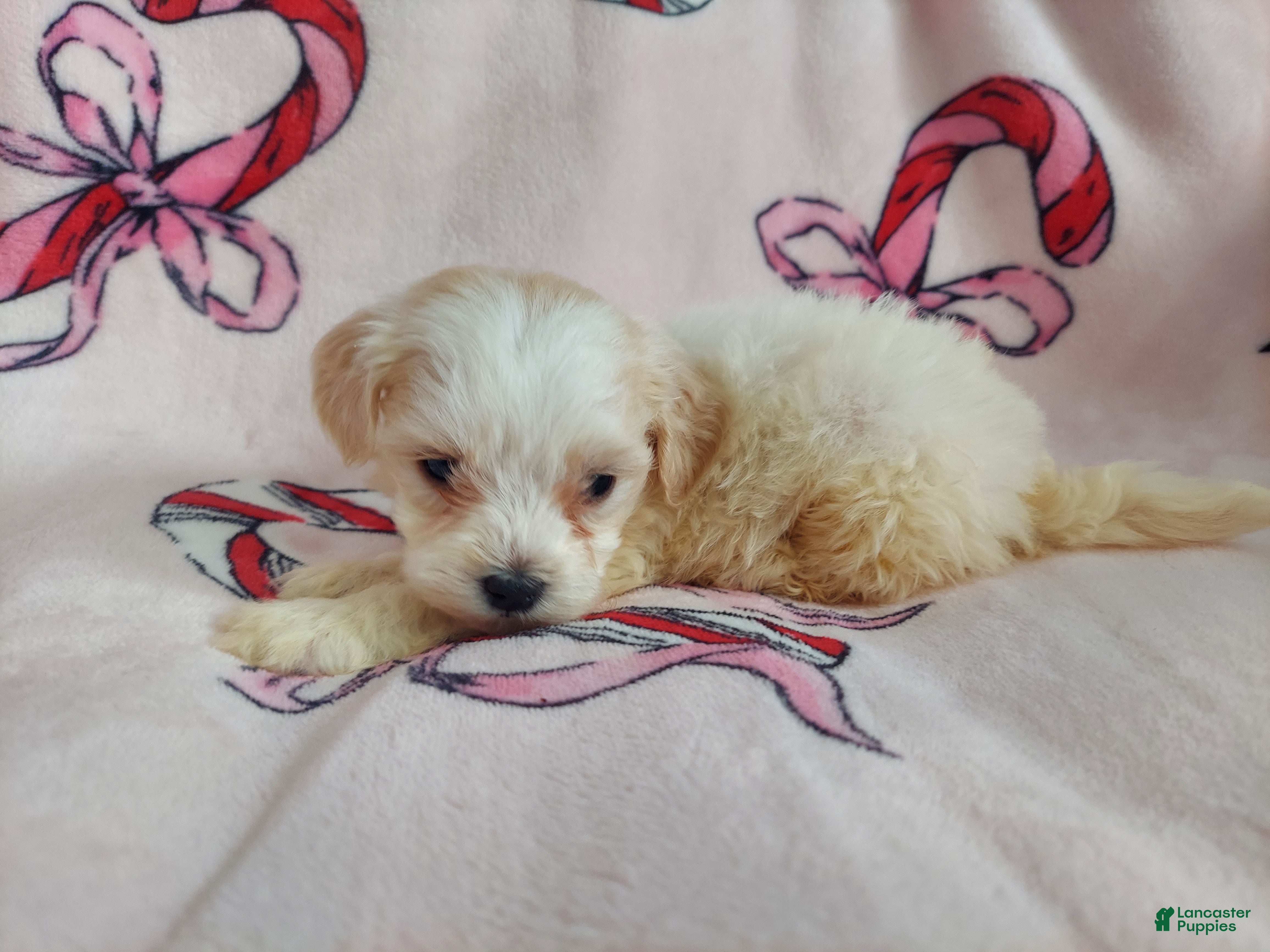 Maltipoo dogs Ophelia---Maltipoo, in home raised, non-shedding - Ad 5