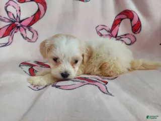 Maltipoo dogs Ophelia---Maltipoo, in home raised, non-shedding - Ad 5