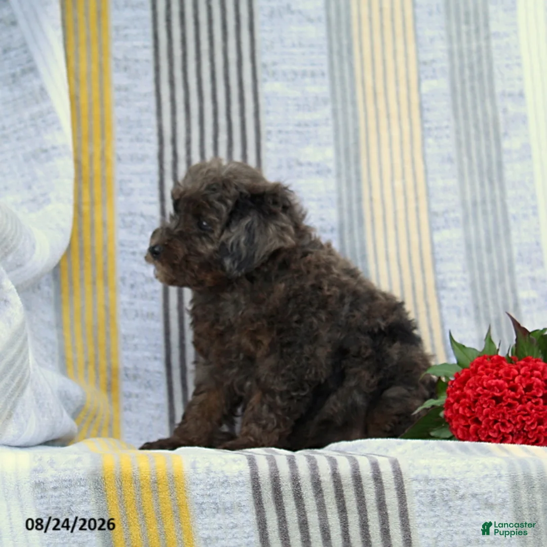 Miniature Poodle dogs for sale: Sandy - Ad 4