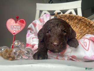 Goldendoodle dogs Ms yellow - Ad 25