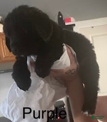 Newfoundland dogs Newfoundland Puppy 1 - Ad 42