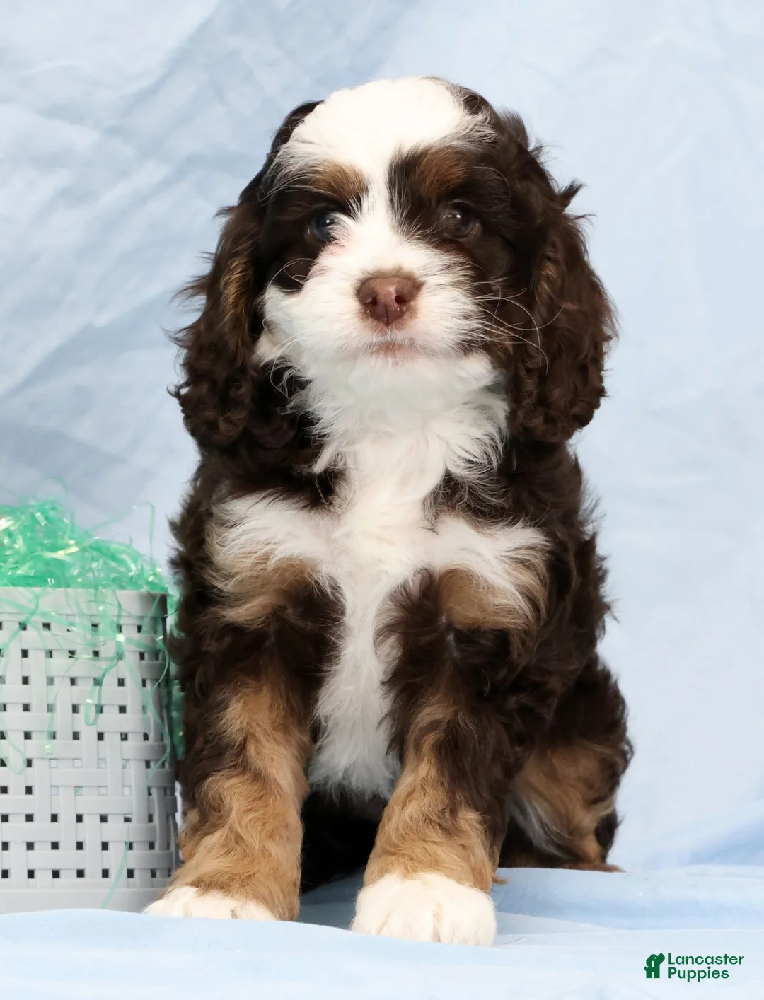 Cockapoo dogs for sale: Butter Blossom - Ad 1